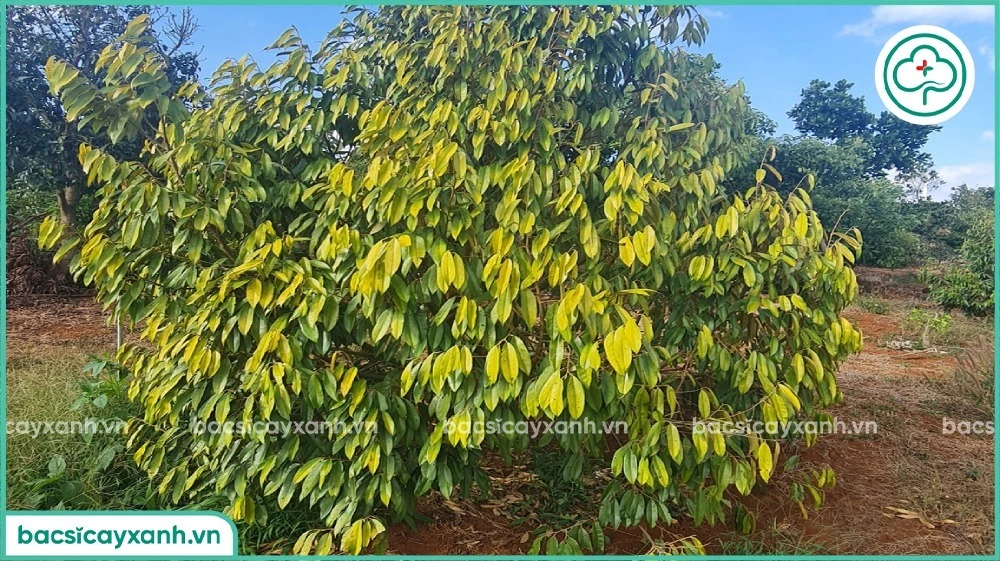 Vàng lá thối rễ sầu riêng